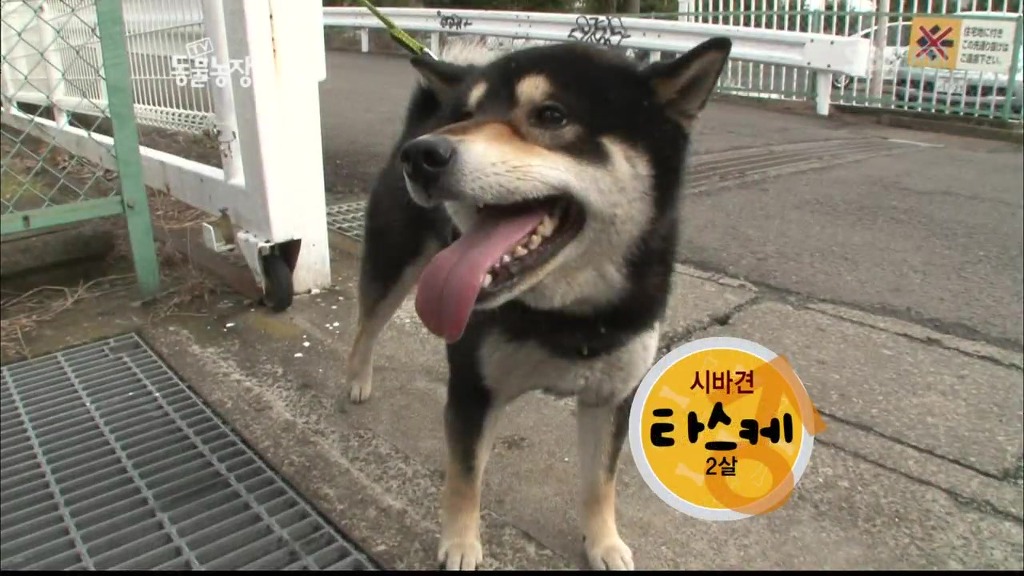 [동물농장] 목줄로 질질 끌려다니는 개.JPG | 인스티즈
