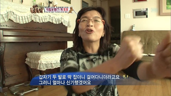 [동물농장] 지팡이 짚고 걷는 심봉사 개 또또라오 | 인스티즈