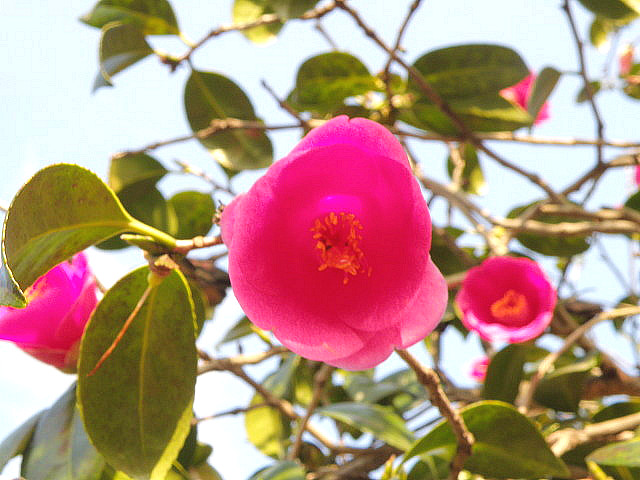 삼일농원 이미지