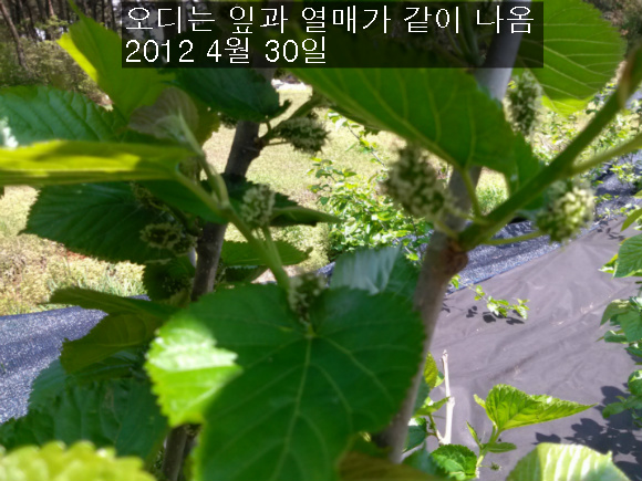 막둥이네 이미지