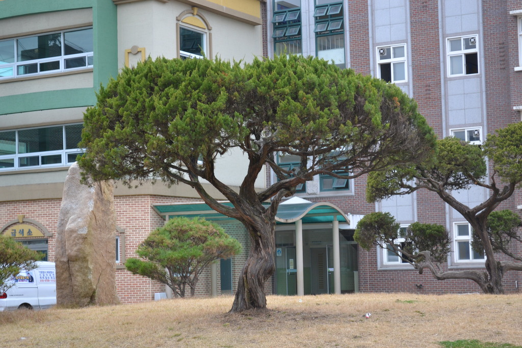 석화초등학교 이미지