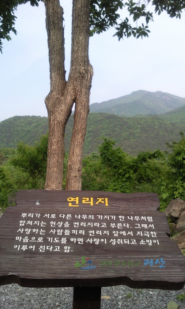 연리지 이미지