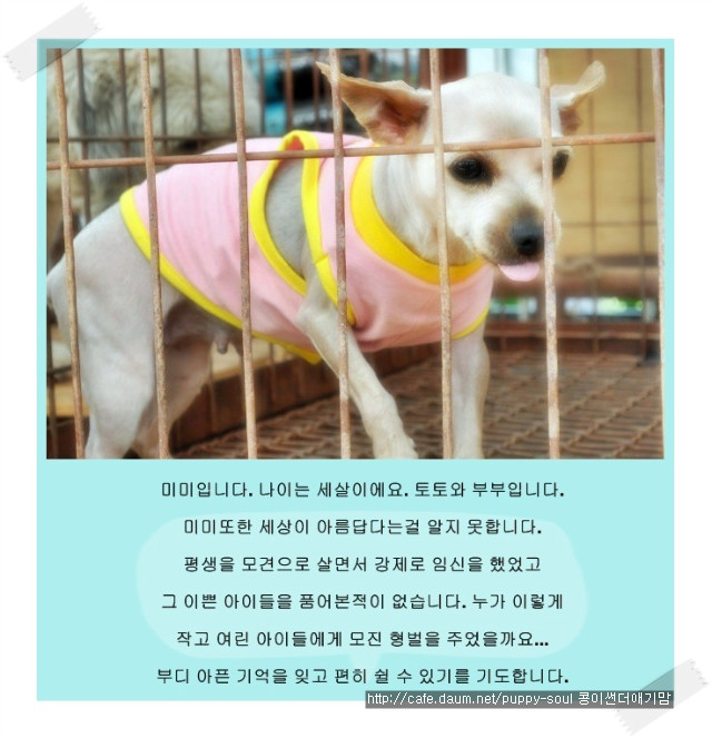 미미토토 이미지