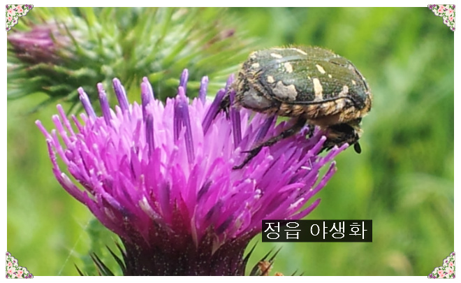 씨엠건강나라 이미지
