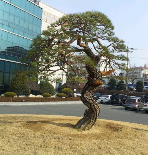 가나인력조경 이미지