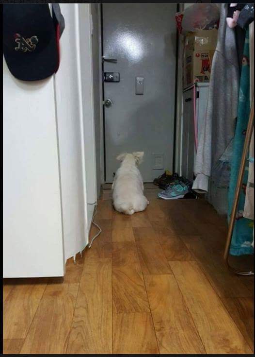 개,고양이 키우는 사람들이 집에 빨리가는이유 | 인스티즈