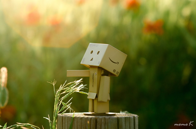 양귀비 꽃 구경하고 왔습니다~ | 인스티즈