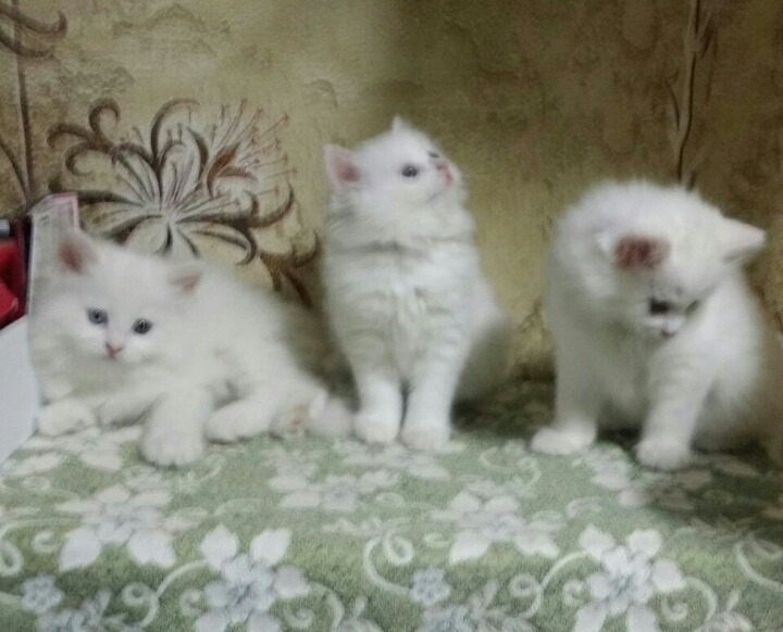 보송보송 이미지
