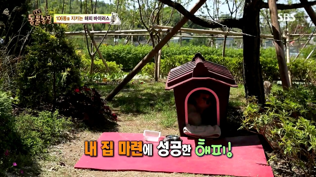 [동물농장] 106동 주민들이 키우는 강아지 | 인스티즈