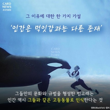 범고래가 사람을 죽인 이유 | 인스티즈