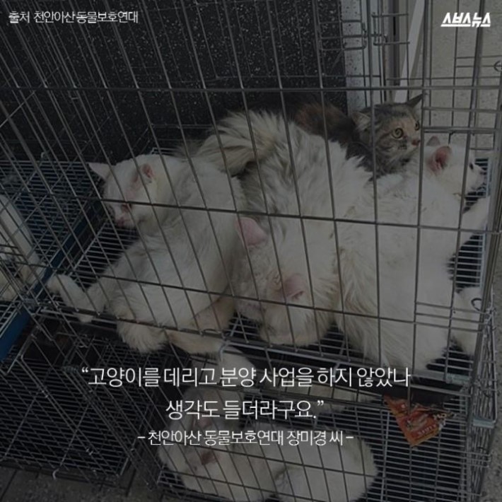 버려진 고양이 40마리 | 인스티즈