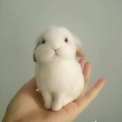반려동물로 토끼 키우면 사람 건강에 해롭다? (*´Y'*) | 인스티즈