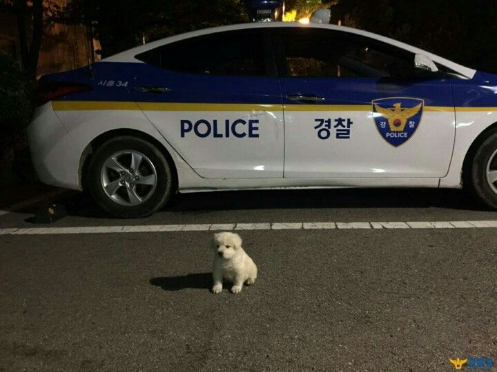 시흥시 옥구지구대 강아지 옥도리.jpg | 인스티즈