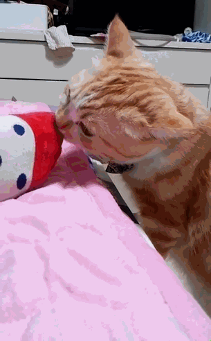 사람 발냄새를 맡은 고양이들 반응.gif | 인스티즈