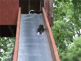 고양이.jpgif | 인스티즈