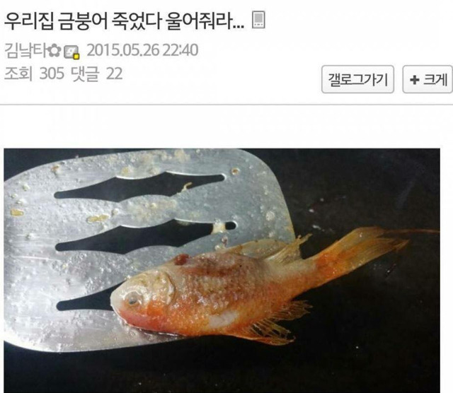 혐)키우던 금붕어가 죽자 | 인스티즈