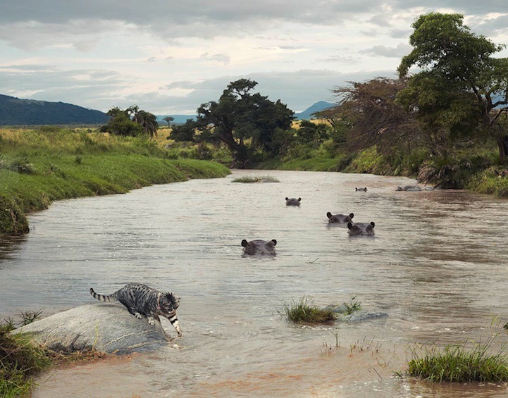 아프리카에서 우리집 고양이 놓쳤어ㅠㅠ어떡하지? | 인스티즈