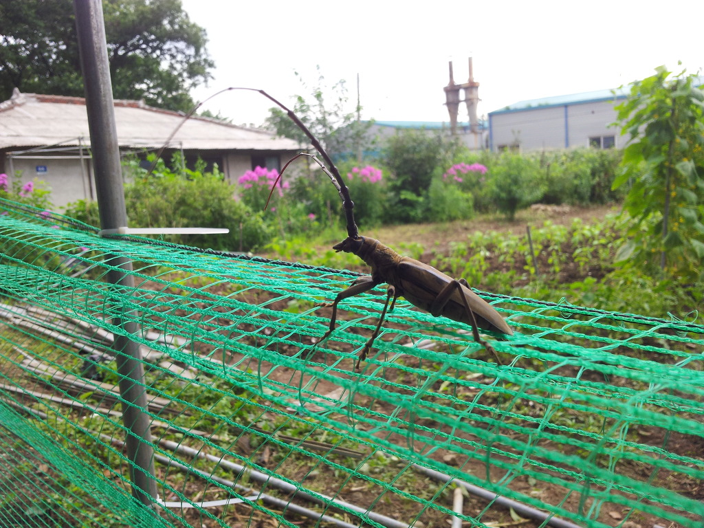 하늘소 이미지