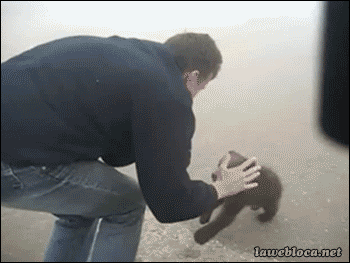 포악한 곰 .gif | 인스티즈