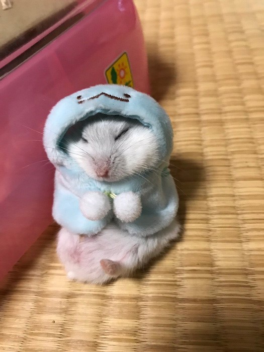 일본에서 화제라는 판쵸햄스터.jpg | 인스티즈