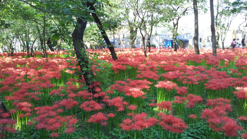 평화로운세상 이미지
