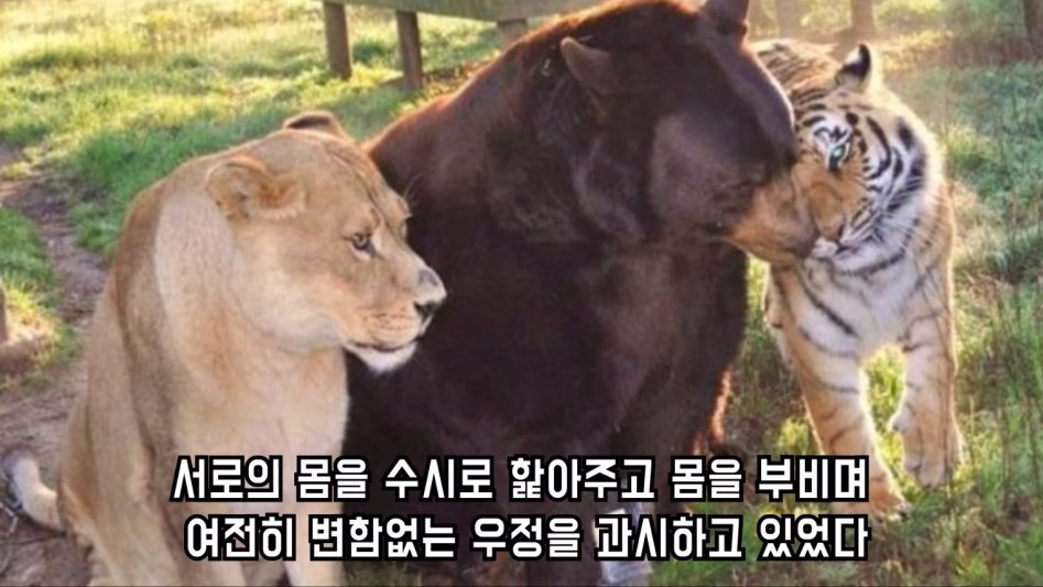 맹수 세 마리의 아름다운 우정 | 인스티즈