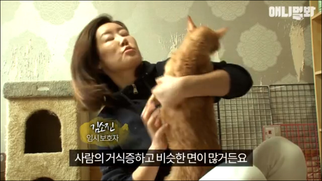거식증 걸린 고양이 준팔이 그후 | 인스티즈