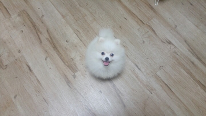 똘이 이미지