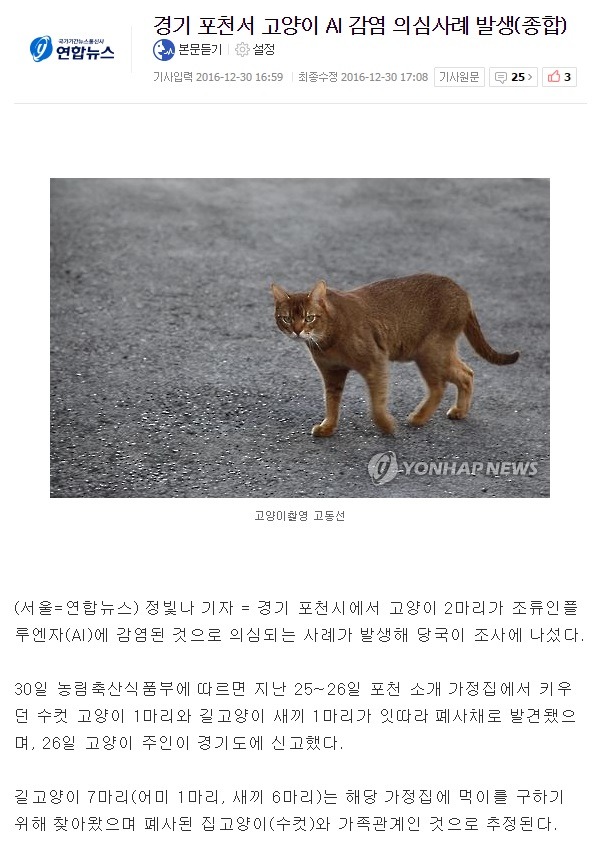 경기 포천서 고양이 AI 감염 의심사례 발생 | 인스티즈