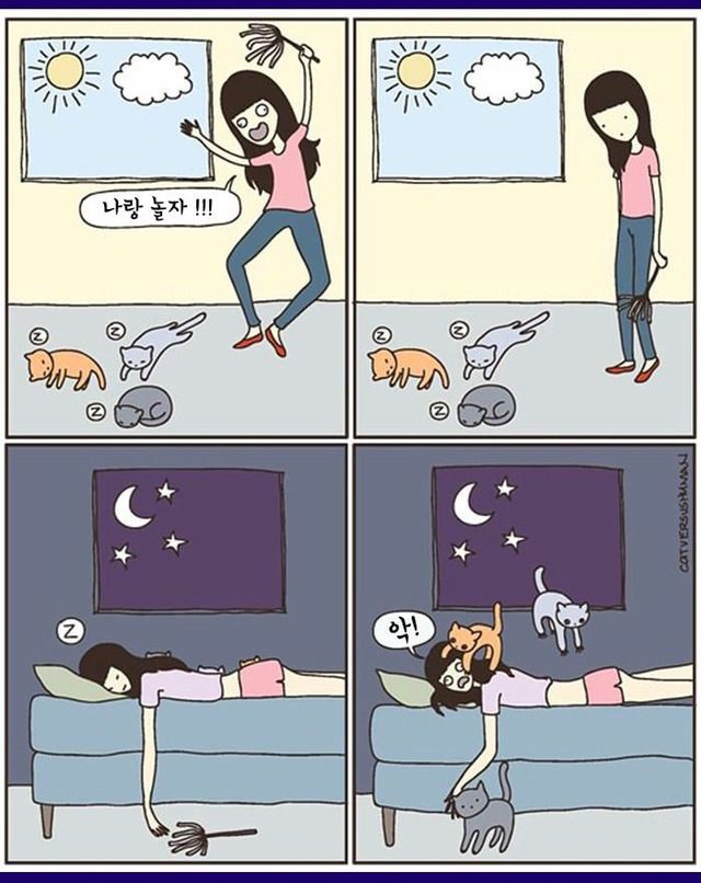 고양이 짤 | 인스티즈