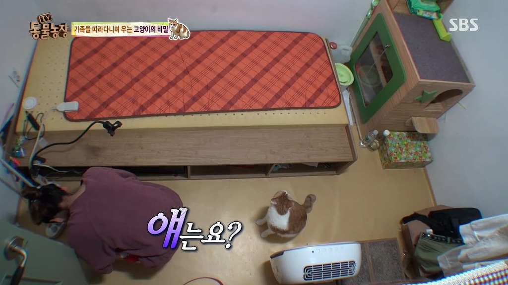 [동물농장] 존트 할말 다 하고 사는 수다쟁이 고양이 쪼롱이ㅋㅋㅋㅋ.jpg | 인스티즈