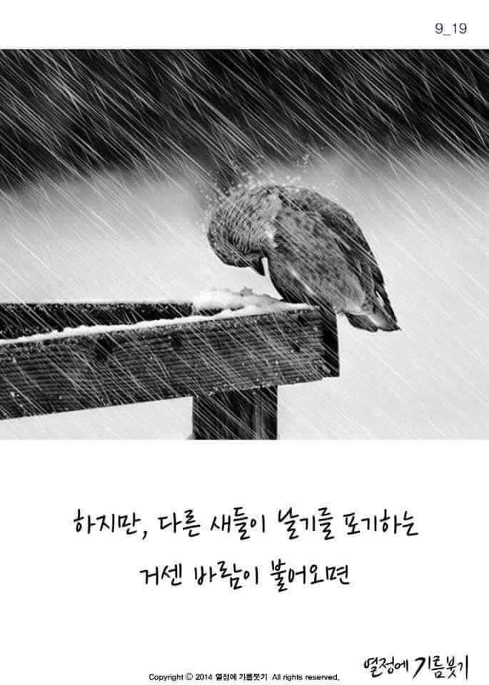 날개가 너무 커서 날지 못하는 새 | 인스티즈