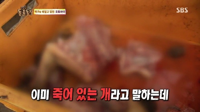 [TV동물농장] 동물농장에서 방송된 인천의 한 개 도축장의 현실.jpg | 인스티즈