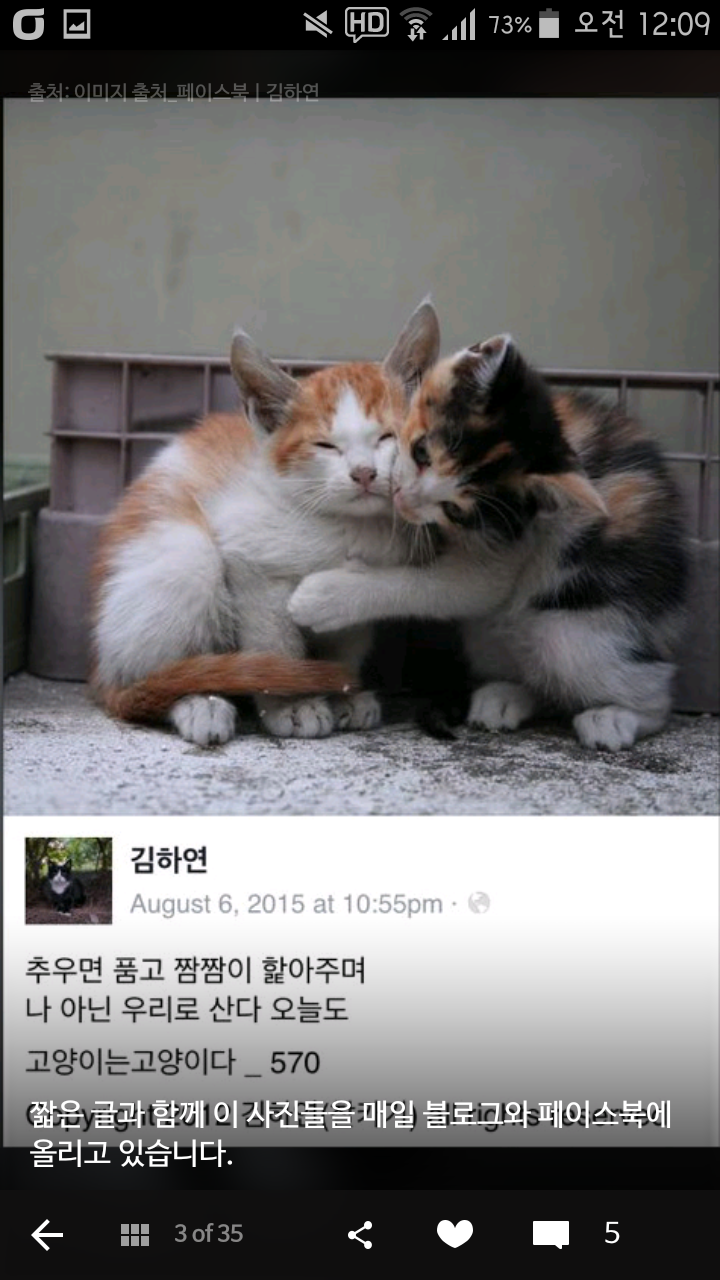 비가오나 눈이오나 길냥이 사진을 찍는 작가 | 인스티즈