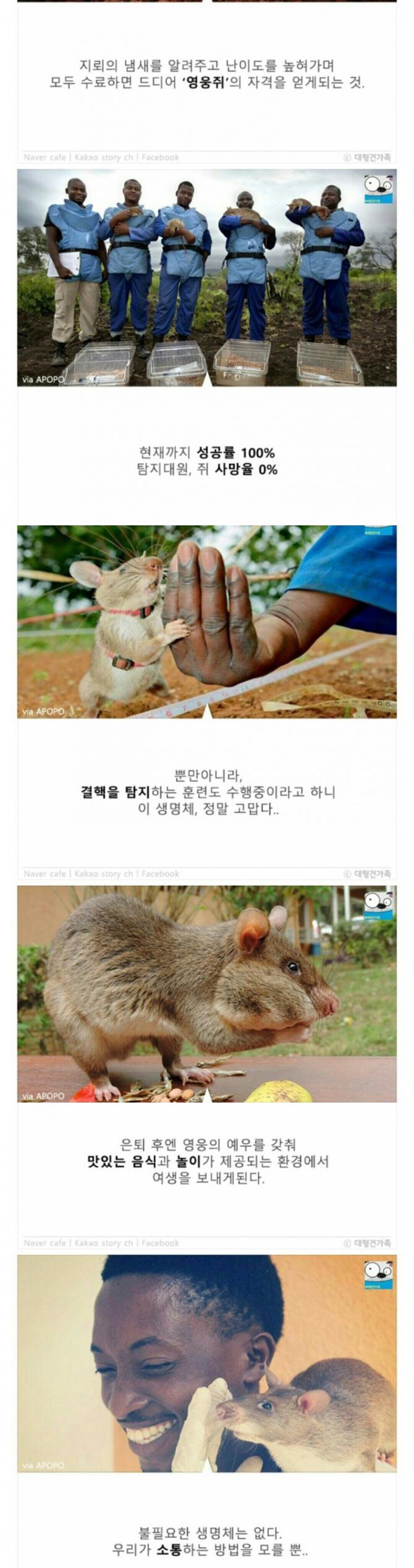 성공률 100％ 사망률 0％ | 인스티즈