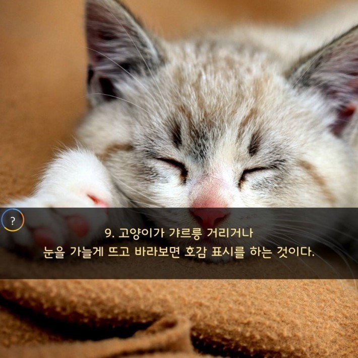 야옹이를 대하는 예의 | 인스티즈