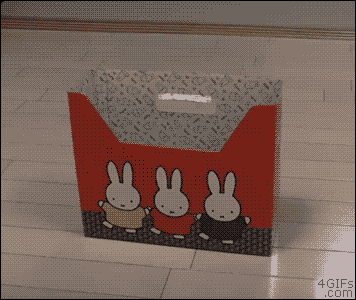 고양이는 박스를 좋아합니다.gif | 인스티즈