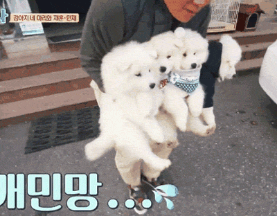 [마리와나] 엉엉이란 말이 잘 어울리는 사모예드 4남매 | 인스티즈