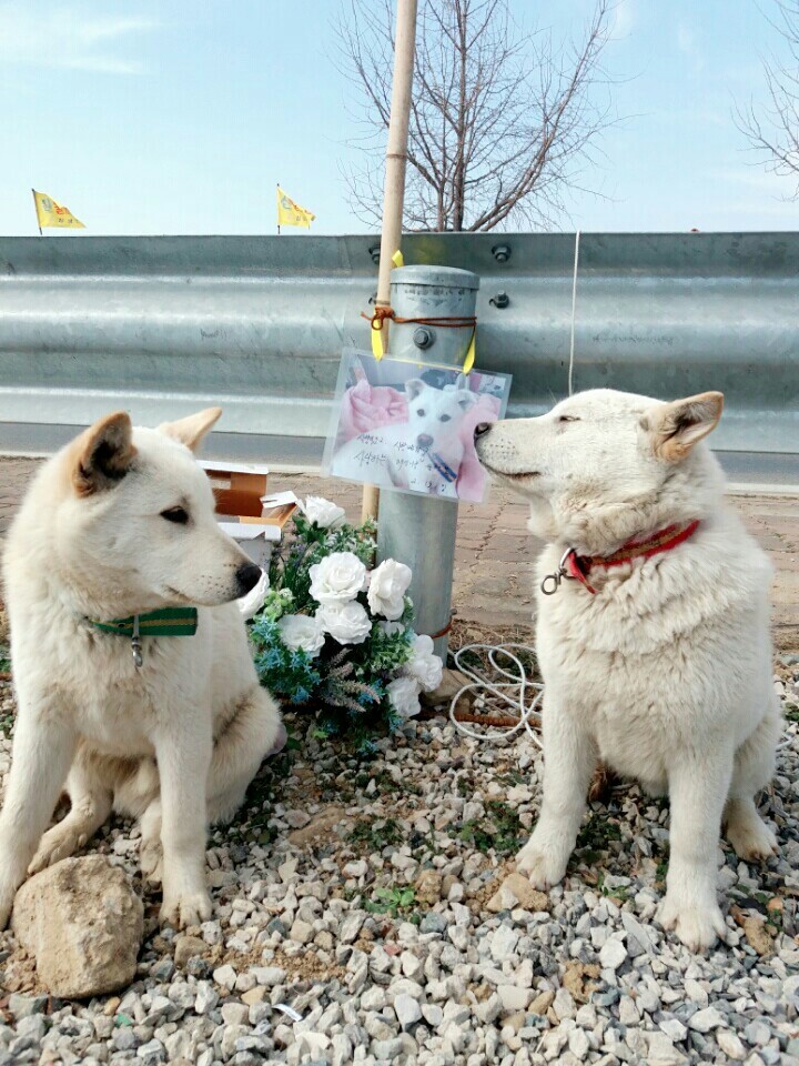 2월19일 일요일. 개소주가 되어버린 나의 가족 매실이를 예쁜매실나무로 만들어 보내주었습니다 | 인스티즈