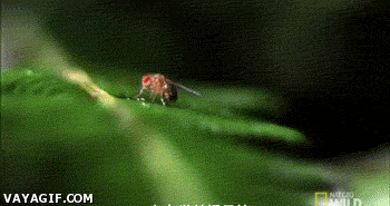 애벌레의 사냥법.gif | 인스티즈