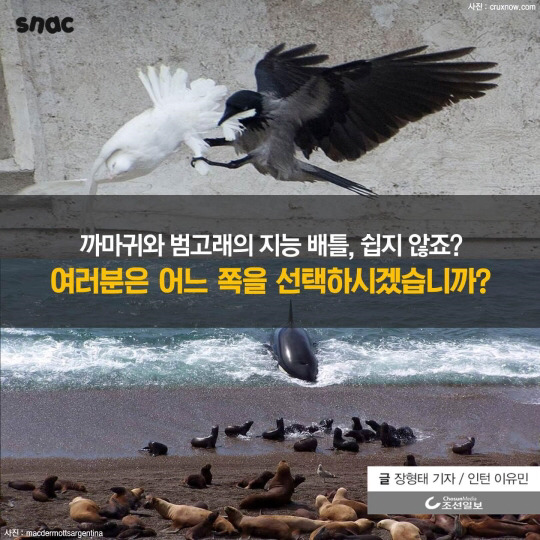 범고래와 까마귀의 지능 | 인스티즈