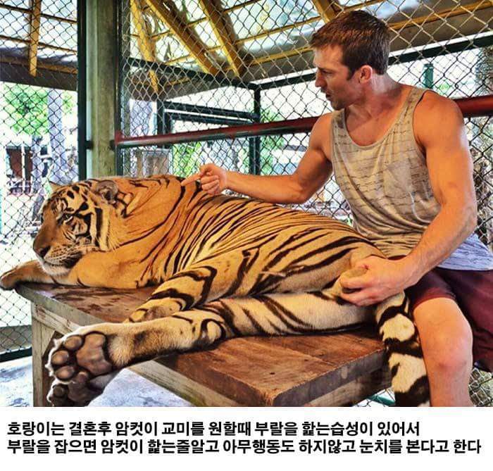 호랑이 한손으로 손쉽게 제압하는 방법.jpg | 인스티즈