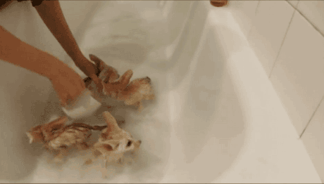 치명적인 사막여우.gif | 인스티즈
