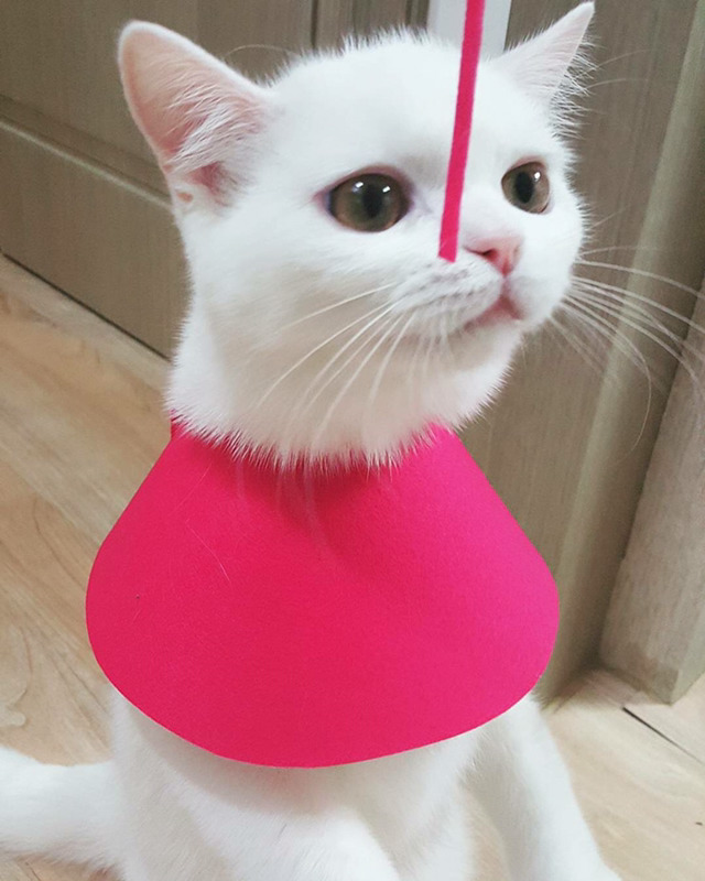 인기스타냥이 미유!!! | 인스티즈