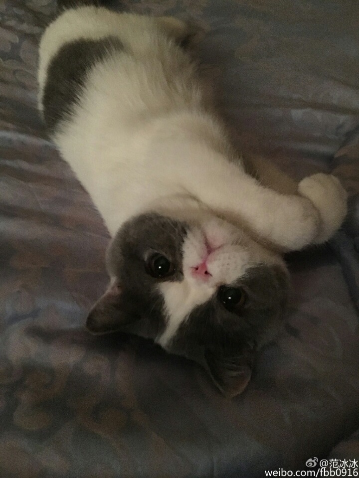 판빙빙 고양이.jpg | 인스티즈