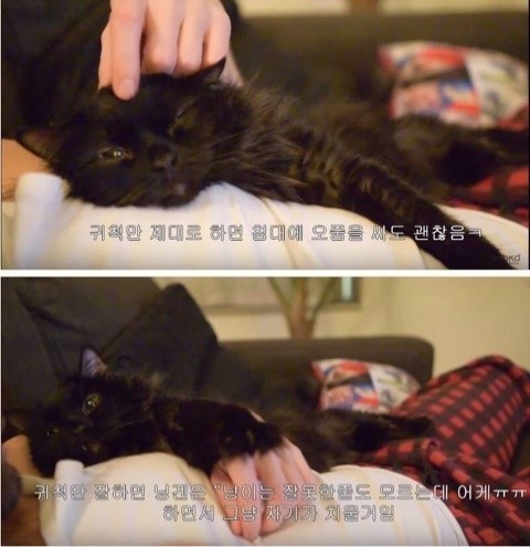 집냥이들아 팁 알려준다ㅇㅇ | 인스티즈