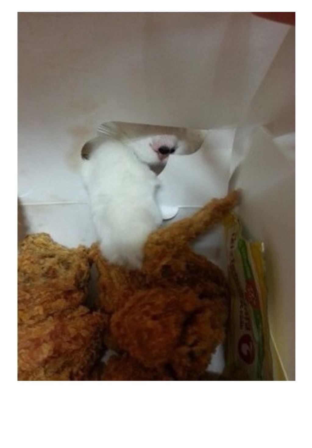 치킨이 먹고싶었던 고양이 | 인스티즈