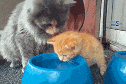 [심장무리] 물마시는법 알려주는 엄마고냥이 | 인스티즈