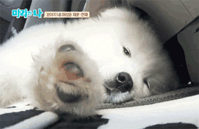 사모예드를 아시나요?.gif | 인스티즈