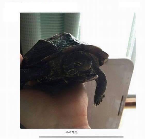 거북이가 얼었어!.jpg | 인스티즈